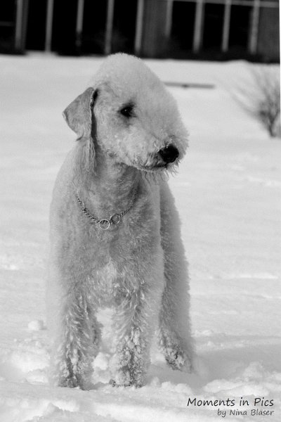 Airis Blue Volshebny Svet 2010-01-31 (13).JPG